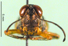 male, frontal view (allotype). Depicts CollectionObject 1576333; 790880c3-be0c-4c5e-8d2b-144bc2b3b50a, a CollectionObject.