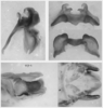 Melanoplus marshallii (Thomas, 1875): male genitalia. (Otu).