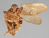Habitus ventral view on Eucameruna granulosa Melichar, 1906: (Observation).