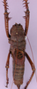 CollectionObject 1538534; 64b31ce1-5fb6-4724-ac96-99a6cb69ef65: female, dorsal view. (CollectionObject).