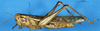 CollectionObject 1565728; b872076a-6a6d-423a-a1e7-52e518c733d5: female, lateral view (paratype). (CollectionObject).