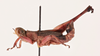 CollectionObject 2051919; NHMUK015982255, dea5703b-a047-455b-a22e-841075ca1f91: male, lateral view (paratype). (CollectionObject).