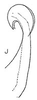 Aedeagus, lateral view: G. stelliger bipunctella, aedeagus, laterally. (Observation).