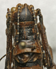CollectionObject 1535231; b7e619d4-def4-4272-bc57-a220ed9afac9: male pronotum, dorsal view (lectotype). (CollectionObject).