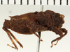 CollectionObject 1529626; 44bbfdca-7535-4153-be19-3834fb5b6c63: male, lateral view (syntype). (CollectionObject).