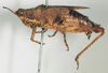 CollectionObject 1540648; 4d6fb0ce-e8a2-41ee-9d13-a6bde612dc4f: female, lateral view (holotype of Ommexecha liaspis). (CollectionObject).