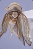 Habitus, dorsal view: !! display not done !! on N. Gen. CB1 n. sp. 1: Paraboloponina Ishihara, 1953: (Observation).;Habitus, dorsal view: !! display not done !! on Paraboloponina N. Gen. CB1: Paraboloponina Ishihara, 1953: (Observation).