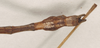 CollectionObject 1561469; NHMUK(SF IMPORT DUPLICATE) 844556, 5fa50b3a-3a22-4fb3-85f1-d879c8e42ba7: copyright Natural History Museum, London. male: end of abdomen, dorsal view (holotype). (CollectionObject).