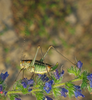 CollectionObject 2062522; c384eaf7-efa8-46ff-a78e-bbf9230fb756: female. (CollectionObject).