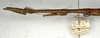 CollectionObject 1557743; NMW 536, c820ed84-b37c-4a34-8e08-66ec7d2fccbe: copyright NMW, Vienna. male: head and thorax, lateral view (syntype). (CollectionObject).