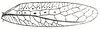 Stictophaula bakeri Hebard, 1922: Pl. XIII, Fig. 12 (after type specimen). male left tegmen (length 35.3 mm, greatest width 8.3 mm). (Otu).