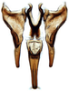 Connective: Athysanus argentarius, connective, styles, and aedeagus, ventrally (INHS). (Observation).