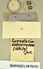 Euzosteria subverrucosa (White, 1841): Lectotype, juvenile, labels, reverse. BMNH(E)#878030. (Otu).