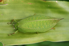 female, dorsal view (Kilimanjaro, plantation). Depicts Zabalius ophthalmicus (Walker, 1869), an Otu.