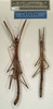 CollectionObject 1558467; NMW 728, 9b1343ab-5333-466d-b01f-51af2d2a141c: copyright NMW, Vienna. male of synonym Dimorphodes bellicosus (lectotype & plt nymph). (CollectionObject).