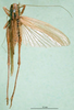 female, dorsal view (holotype of Locusta diluta). Depicts Roeseliana roeselii (Hagenbach, 1822), an Otu.