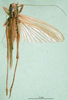Roeseliana roeselii (Hagenbach, 1822): female, dorsal view (holotype of Locusta diluta). (Otu).