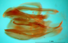 CollectionObject 1575846; b93abbe0-f4b8-417e-bd86-cc53e66534c2: phallic complex, ventral view (paratype). (CollectionObject).