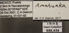 Other on Amahuaka Melichar, 1926: Labels. (Observation).