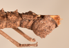 CollectionObject 1561554; 6cdbe08b-dbcd-4592-830b-23e49866e842: copyright UMO. male end of abdomen, lateral view of synonym Acanthoderus spiniventris (syntype). (CollectionObject).;CollectionObject 1561555; effcc6fe-eba2-4459-a612-4ec6e76c6540: copyright UMO. male end of abdomen, lateral view of synonym Acanthoderus spiniventris (syntype). (CollectionObject).