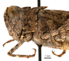 CollectionObject 1538212; 32989f08-e9aa-44c3-a0c8-d5ebd1aee270: male head and pronotum, lateral view (holotype). (CollectionObject).