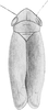 Habitus, dorsal view on Diplocolenus (Verdanus) Oman, 1949: Habitus (male). (Observation).