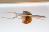 CollectionObject 1584034; fe072f9b-b2c7-490d-8271-509c3f32489d: Copyright ZSMC, Munich. female, lateral view (holotype). (CollectionObject).