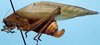 CollectionObject 1522593; 5f1d9c02-bb21-44ff-8653-7bbf141ca272: female, lateral view (holotype). (CollectionObject).
