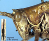 CollectionObject 1532428; 697e4885-e804-4478-91cc-c5fe4e95305a: female head and pronotum, lateral view (holotype). (CollectionObject).