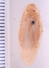 Panchlora stanleyana Rehn, 1931: Photo by Heidi Hopkins. dorsal habitus. (Otu).