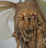 CollectionObject 1539776; a581de7d-de31-460d-9420-b6f81f6ea3b2: female face (holotype of Arantia ovalipennis). (CollectionObject).