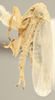 Habitus, lateral view on Ceratagallia lupini Oman, 1939: Lateral. (Observation).