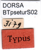 CollectionObject 1501730; 428ba365-fa24-4e12-a078-46b1852afd01: male labels (syntype). (CollectionObject).