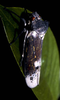 Habitus, dorsal view: !! display not done !! on Proconia Le Peletier & Audinet-Serville, 1828: Proconia sp. @ Peru, by R. Rakitov. (Observation).
