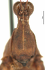 CollectionObject 1581741; 8474a309-4107-4ab4-a806-969b0c2e7d50: male, frontal view (holotype). (CollectionObject).