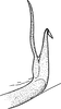 Pygofer appendages: !! display not done !! on Eupteryx (Eupteryx) atropunctata (Goeze, 1778): Pygofer ventral appendage. (Observation).
