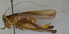 CollectionObject 1496444; c6e90eb6-e1da-433c-892f-5567e33281c8: female, lateral view (paratype of Uchuca macroptera). (CollectionObject).