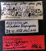 Other on Chlidochrus mitjaevi Emeljanov, 1962: (Observation).
