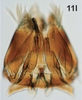 Subgenital plate, ventral view on Bretega juxtaspiverpa Stiller, 2017: Pygofer ventral appendages, ventral view. (Observation).