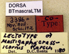 CollectionObject 1501983; 25ff719b-ef92-4180-bc68-dcb3c4536f5c: labels (lectotype of Mastighapha crassicornis). (CollectionObject).