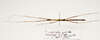 CollectionObject 1595862; 32814d6b-af72-4c5b-ba7e-90769724a1ad: copyright LKCNH Singapore. male, ventral view (paratype). (CollectionObject).
