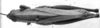 CollectionObject 1533405; a1f24750-c587-48fc-9f11-9872ac2730f9: Image Carbonell, C.S. male, dorsal view (holotype). (CollectionObject).