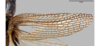 CollectionObject 1538079; 20db3328-83a4-484b-8da1-f3428c86a7fe: Female tegmina, dorsal view (holotype). (CollectionObject).