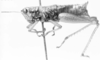CollectionObject 1596937; cf37642d-9c61-4a1b-96b9-ecea6e543900: female, lateral view (syntype). (CollectionObject).