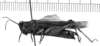 CollectionObject 1506351; 419726e3-1054-410d-ba93-5f614ec6a4b5: Image Carbonell, C.S. female, lateral view (syntype). (CollectionObject).