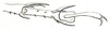 Paroecanthus mexicanus Saussure, 1859: Pl. VIII, Fig. 33 b. tip of hind tibia and tarsus. (Otu).