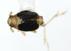 Habitus, dorsal view: !! display not done !! on Syndelphax alexanderi (Metcalf, 1923): (Observation).