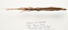 CollectionObject 1595837; 69c9f47b-4b25-4afe-b6ea-ed670bd62ecf: copyright LKCNH Singapore. female, dorsal view (paratype), copyright LKCNH Singapore. (CollectionObject).;CollectionObject 1595838; d0360f50-72f5-4e29-9303-e290158de26d: copyright LKCNH Singapore. female, dorsal view (paratype), copyright LKCNH Singapore. (CollectionObject).