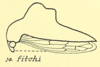 Habitus, lateral view: !! display not done !! on Heliria fitchi Ball, 1925: (Observation).