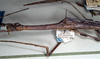CollectionObject 1561748; NMW 343, 38227e1a-48db-449d-8a37-92aca7688b73: copyright NMW, Vienna. female: head and thorax, lateral view (paralectotype). (CollectionObject).